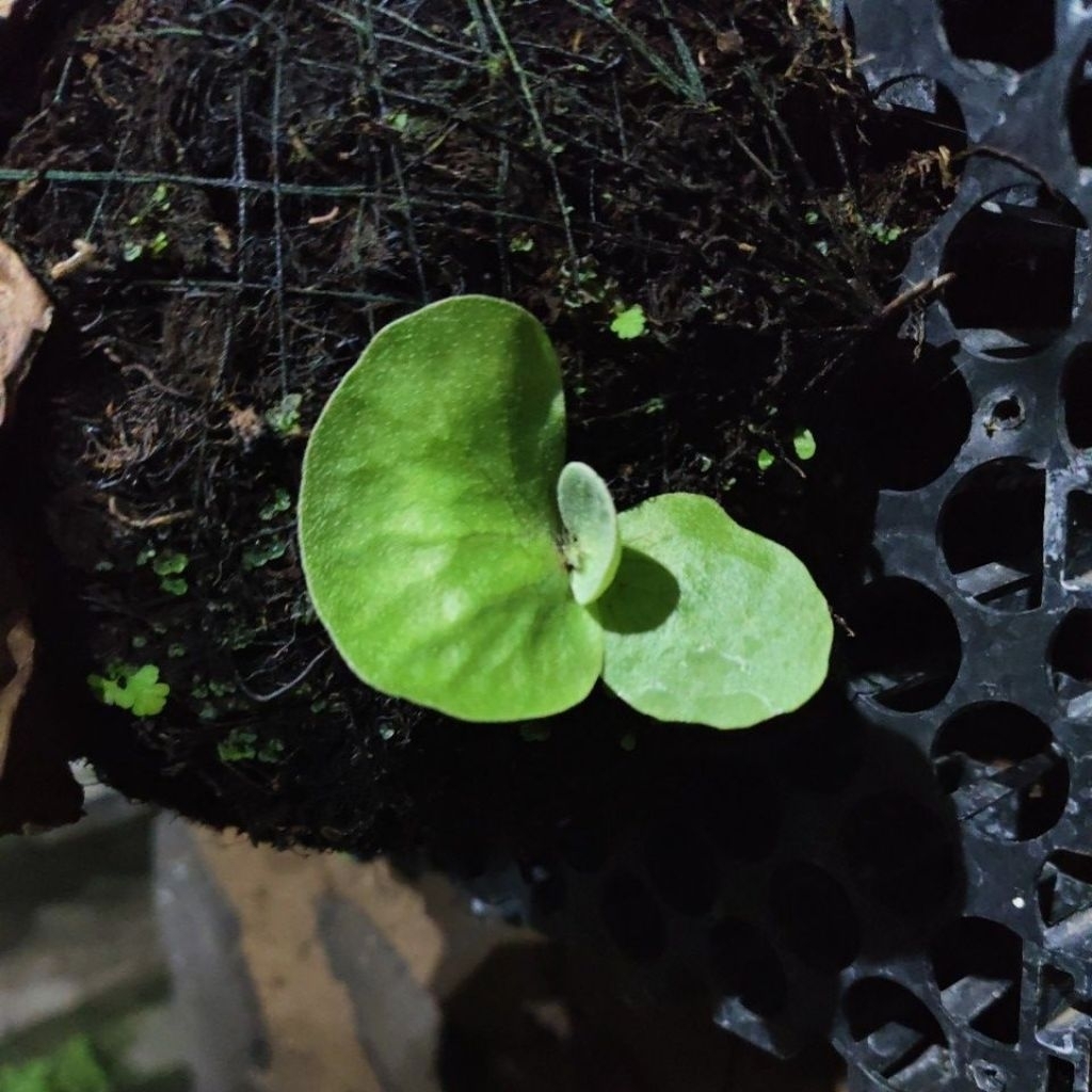 platycerium elephantotis