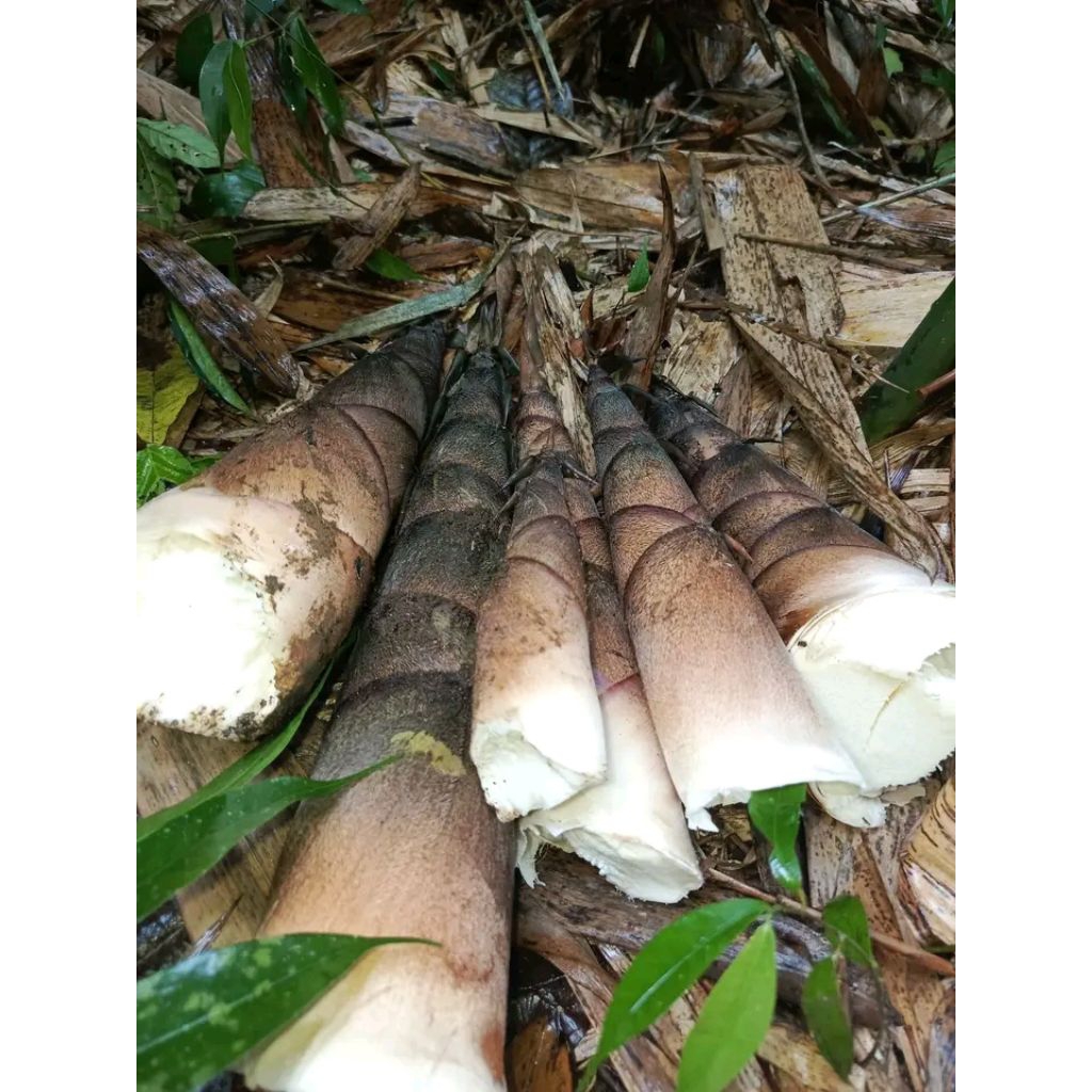 

Rebung muda segar (1KG) Bambu muda