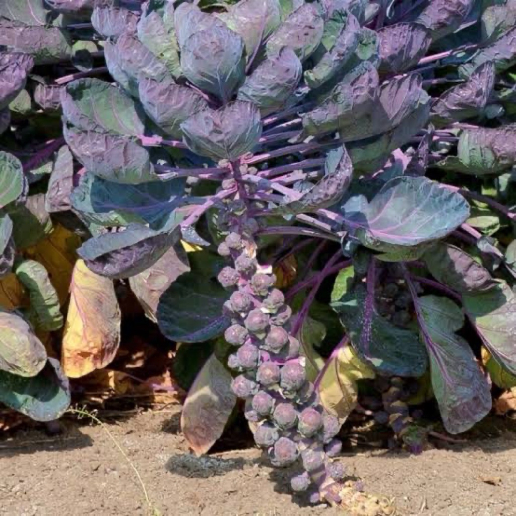 

10 Biji Benih Kol Mini Ungu | Brussel Sprout Purple | Sayur Unik & Sehat