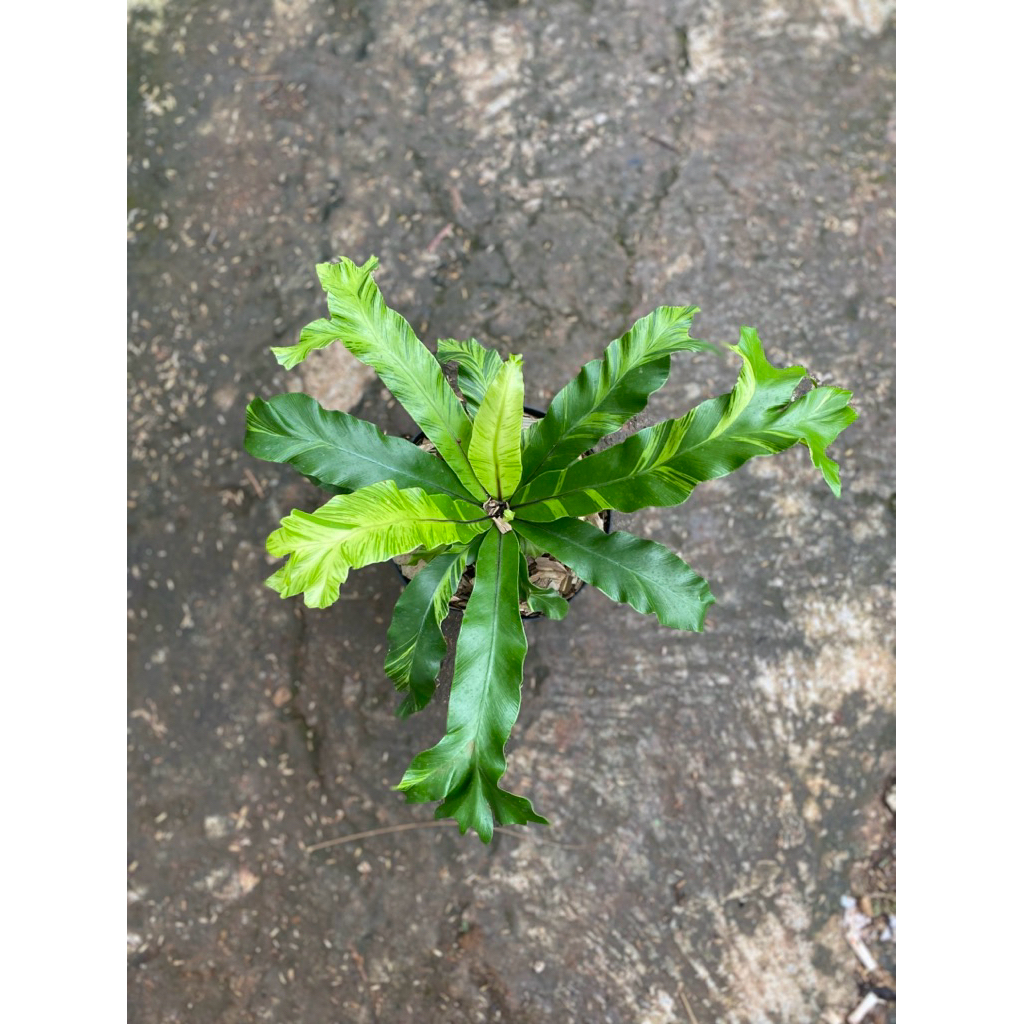 Tanaman hias kadaka varigata golden - Kadaka varigata golden