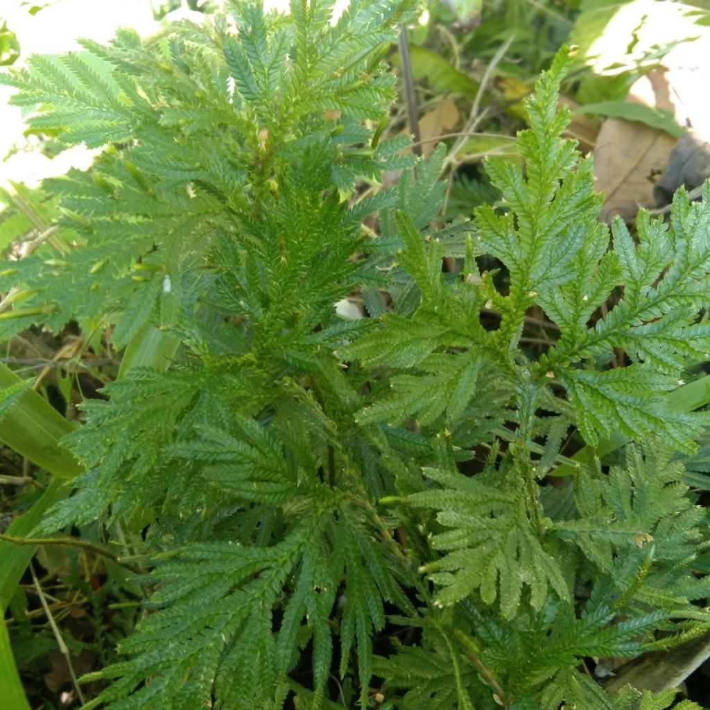 

Daun Ceker Ayam segar 1 kg