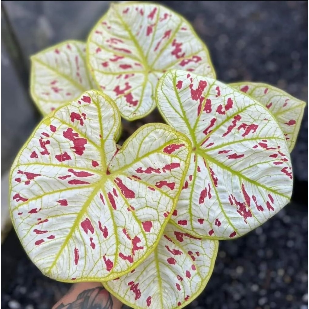 Tanaman Hias Caladium Hybrid thailand Series