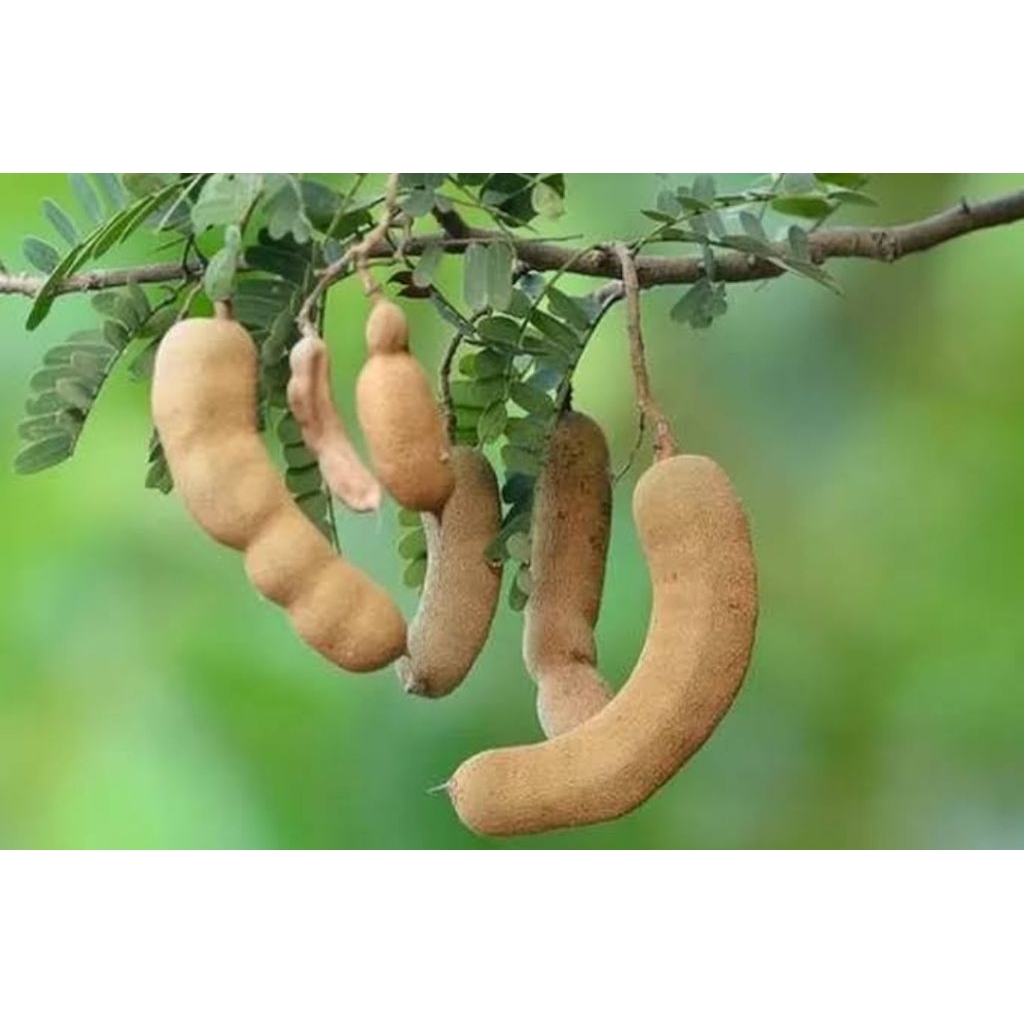 

asam jawa mentah 500gram