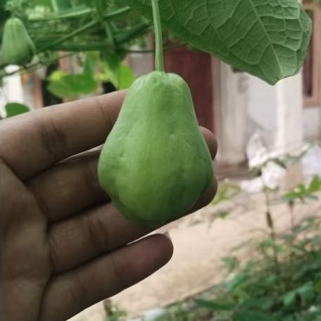 

Labu Siam Kecil / Acar langsung dari kebun