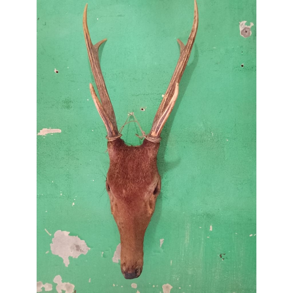 pajangan tanduk rusa asli