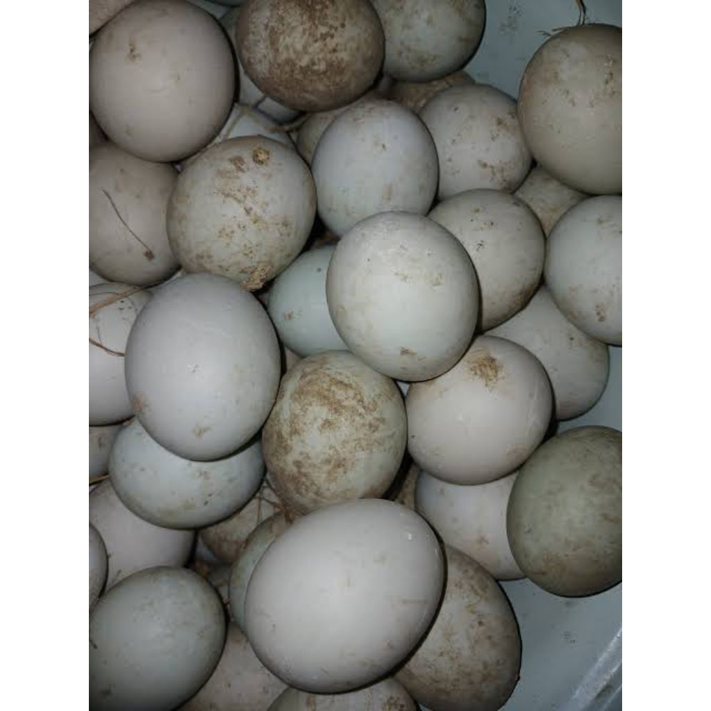 

telur bebek mentah ternak tradisional (dilepas disawah)