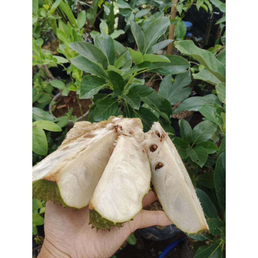 

buah sirsak madu 800-1000gr
