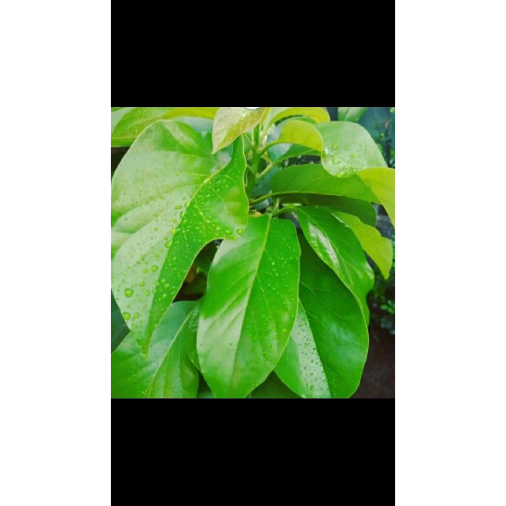 

daun alpukat perlembar isi 30 lembar