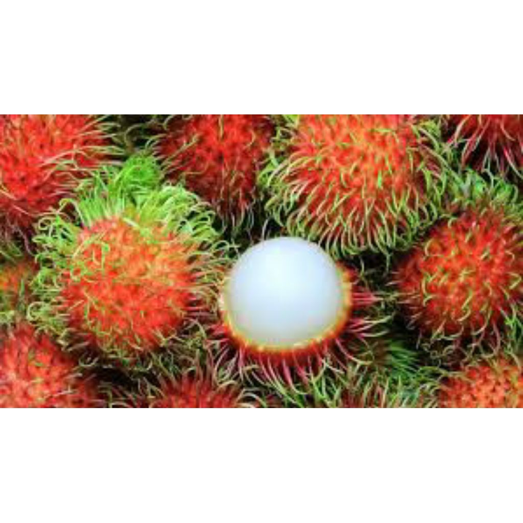 

rambutan binjay segar berkualitas