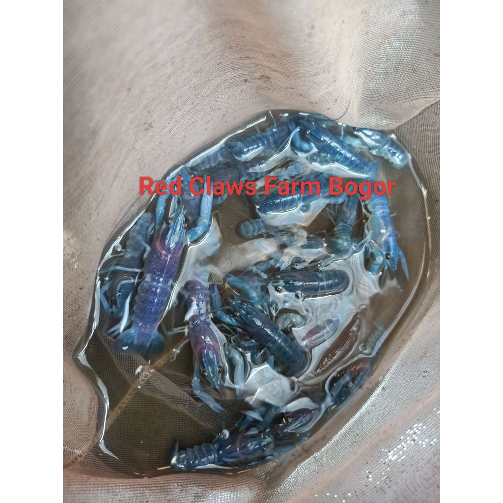 Indukan lobster air tawar Super Blue Grade A+ size 3 inch isi 10ekor
