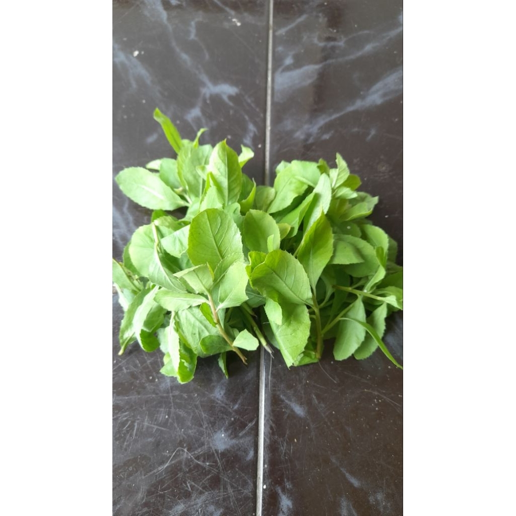 

Daun Beluntas Kering 50gram