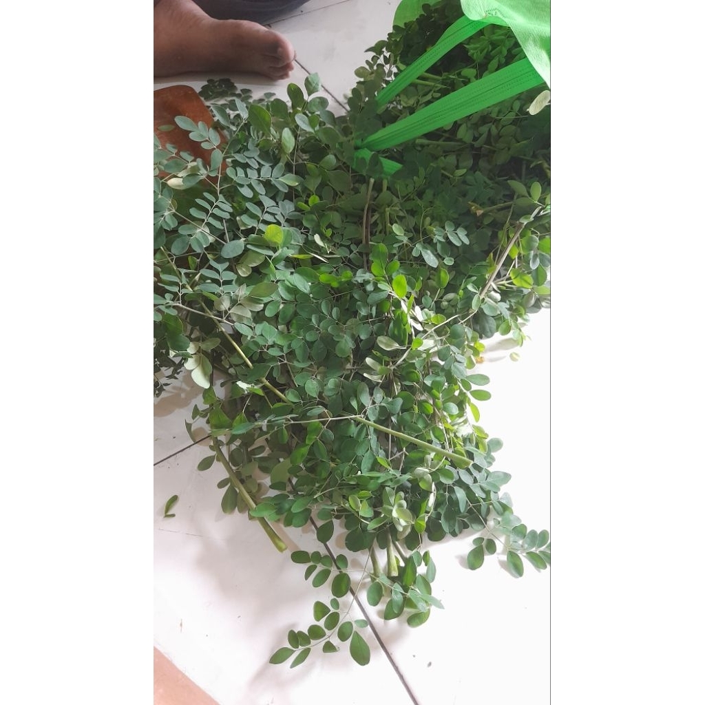 

Daun Kelor Kering 50 gram