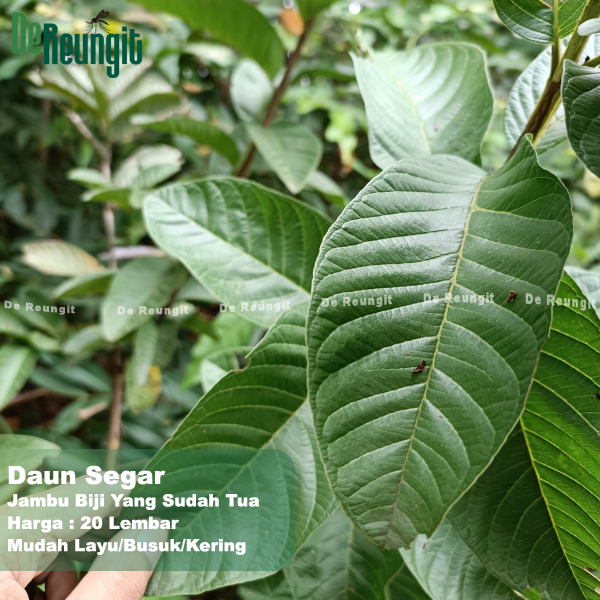 

Daun Tua Jambu Biji Alami, Berbagai Manfaat, Diare, Rambut Rontok, Diabetes, Demam Berdarah dll per 20 lembar