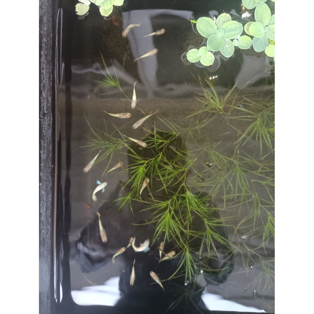 Ikan Guppy Full Gold Vietnam Original | Beli Sepasang Free 1 Ekor