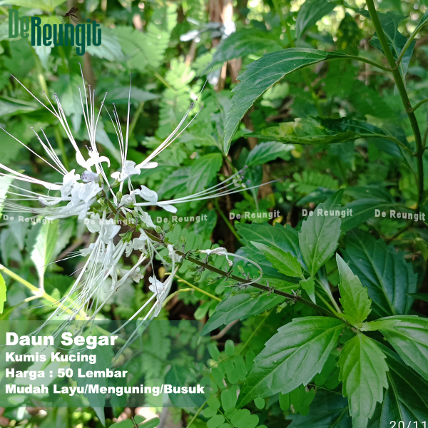 

Daun Kumis Kucing 50 Lembar Daunnya Saja