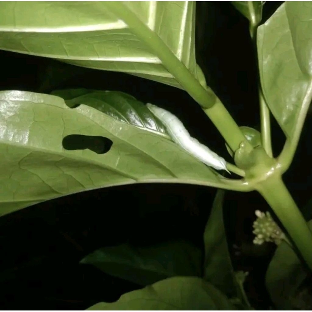 ulet mengkudu idup umpan ikan bawal gacor