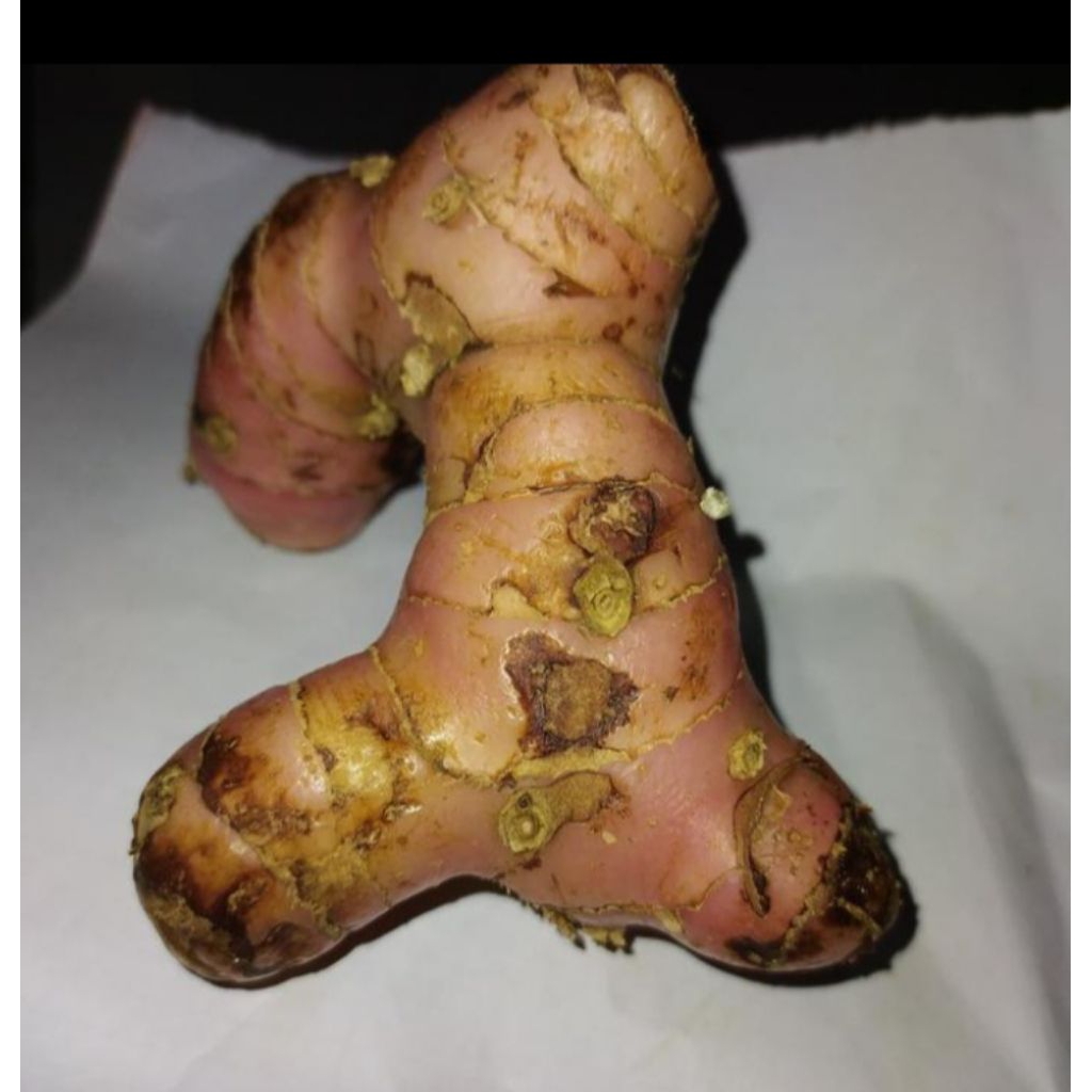 

Lengkuas sayur/lengkoas