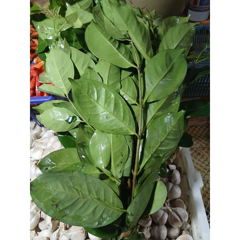 

Daun Salam Fresh/Ikat