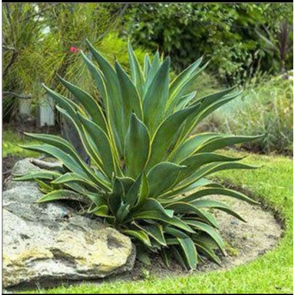 tanaman hias agave king ukuran jumbo // size jumbo