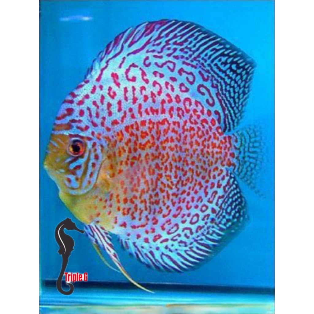 DISCUS RING LEOPARD HIASAN AQUARIUM 2INC