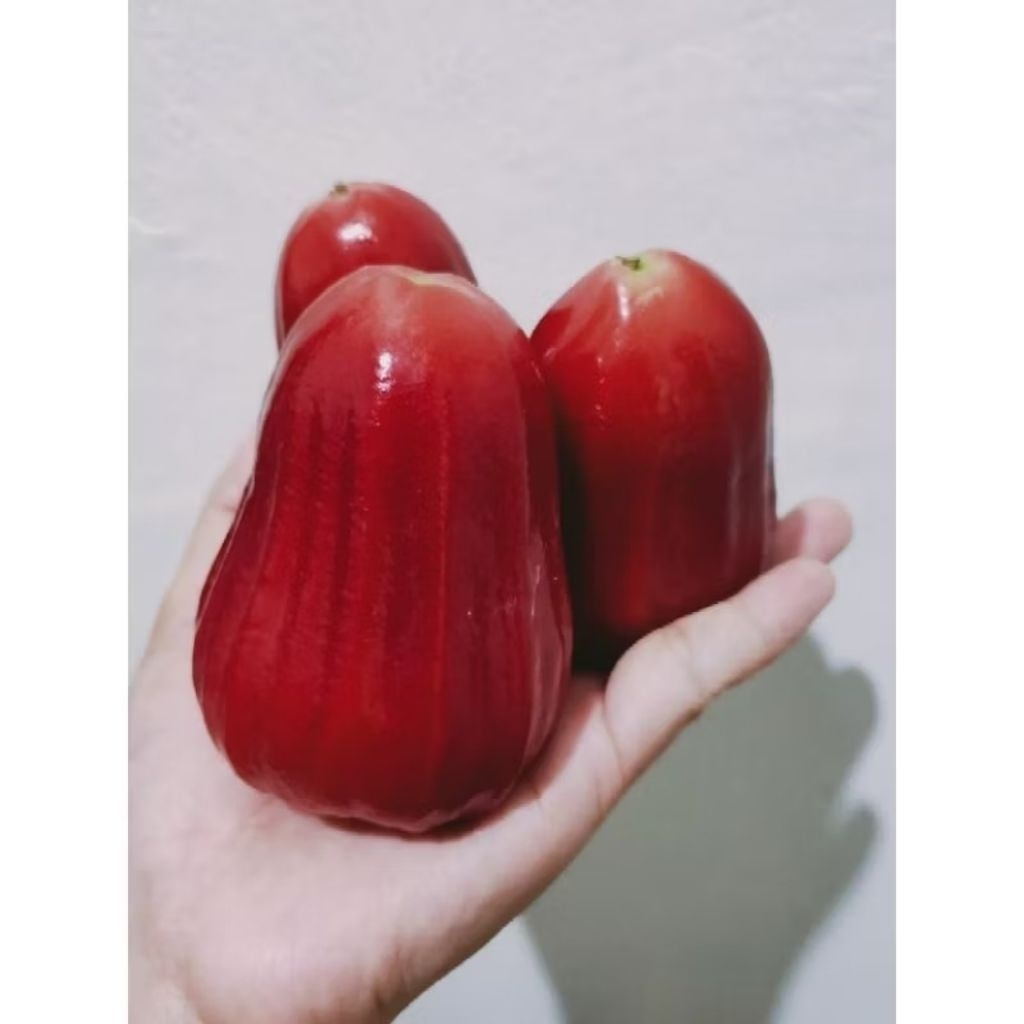 Bibit Cangkok Jambu Citra