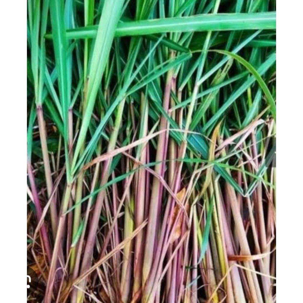 

serai merah/serai wangi 1kg