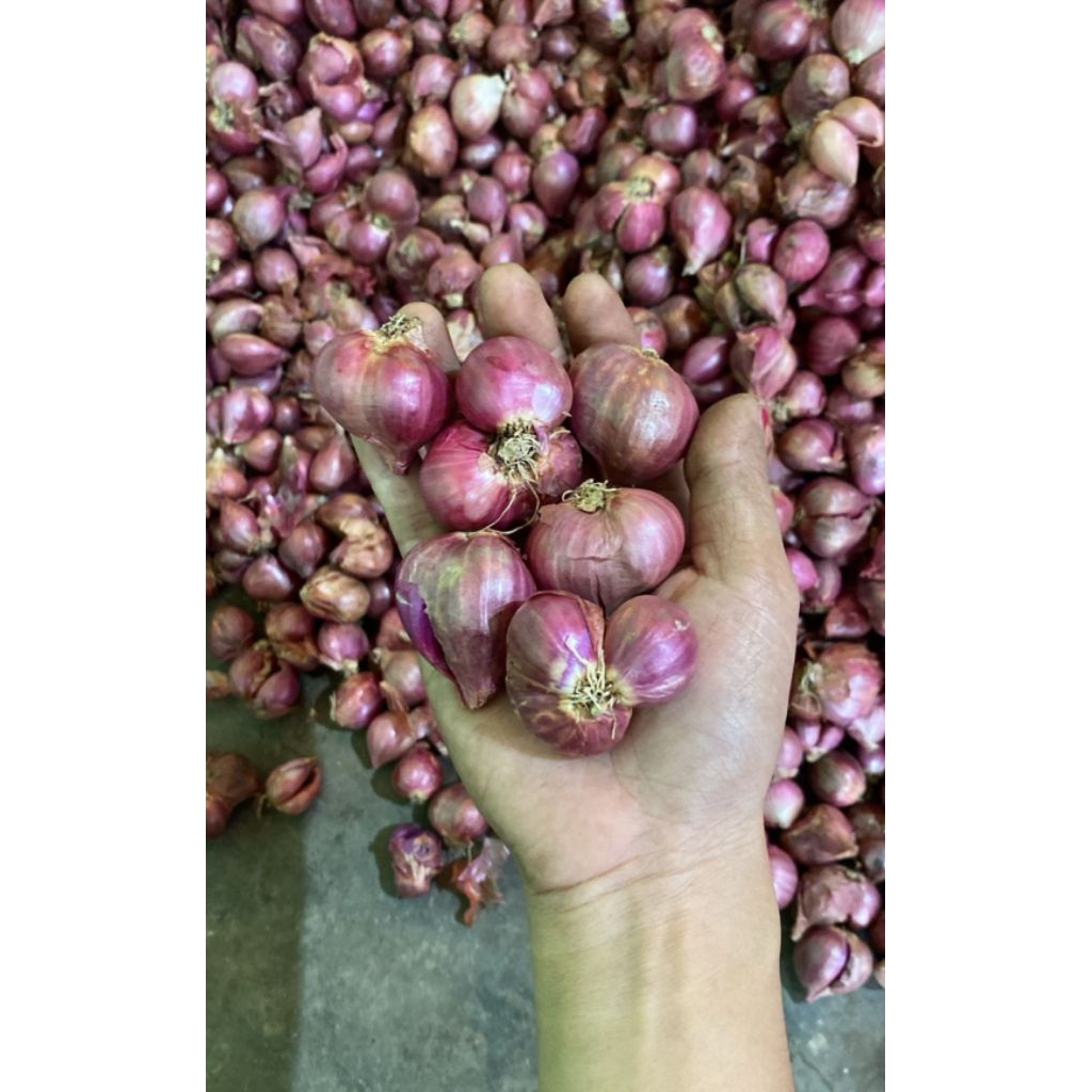 

BAWANG MERAH PROBOLINGGO UKURAN SUPER