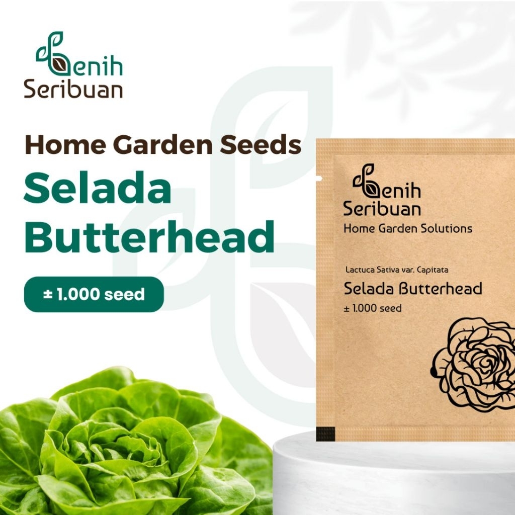 

Benih Selada Butterhead