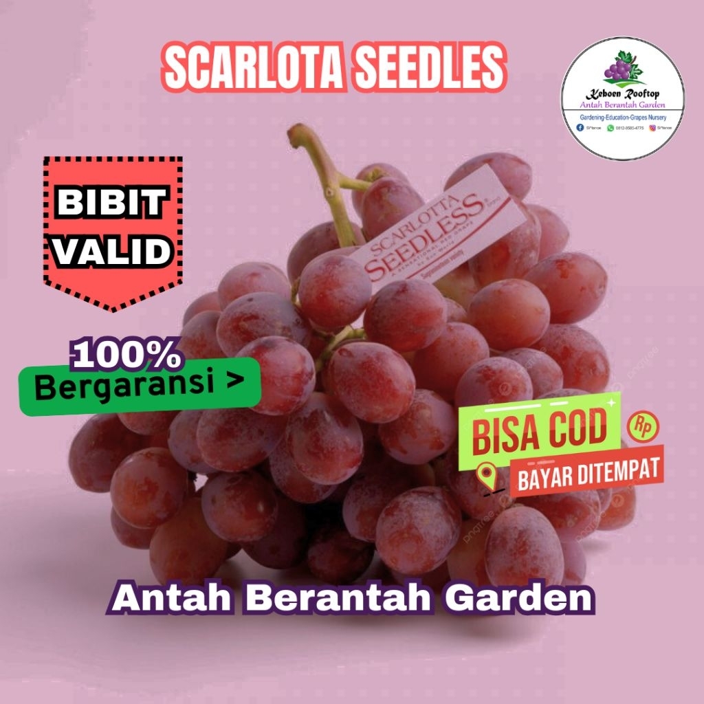 

Bibit Anggur Import Scarlota Seedles Valid | Antah Berantah Garden