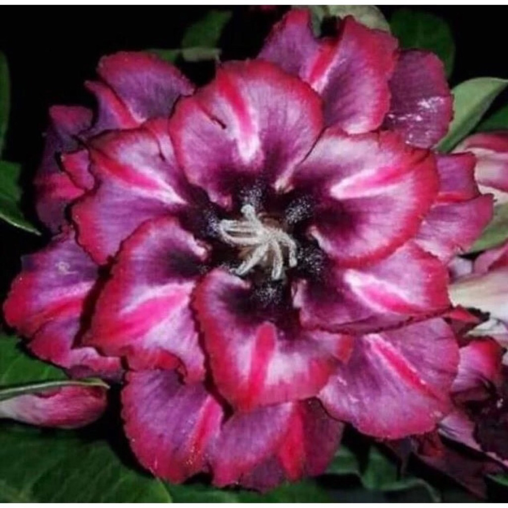 Tanaman Hias Adenium Grafting RED STARDUST