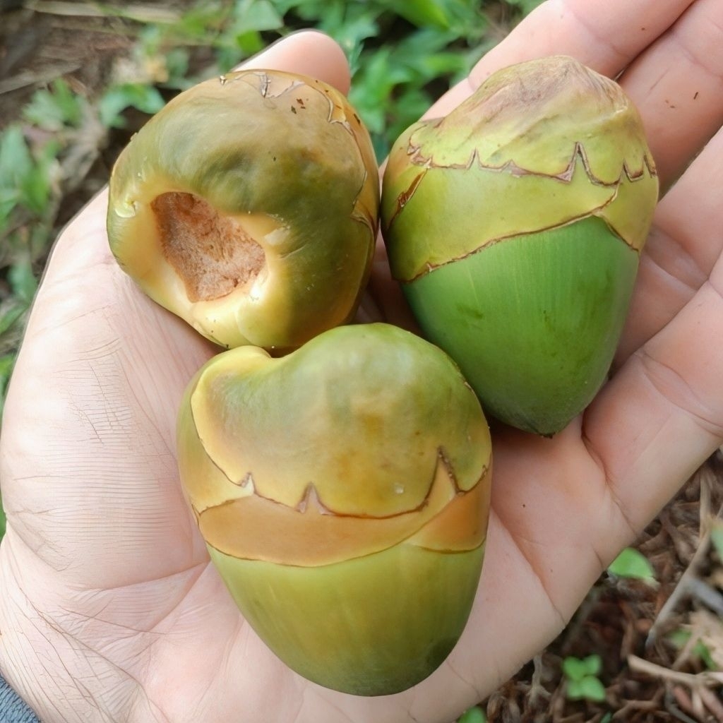 

BELULUK TEMBULUK KELAPA/OBAT HERBAL KAYA MANFAAT/KONDISI BARU