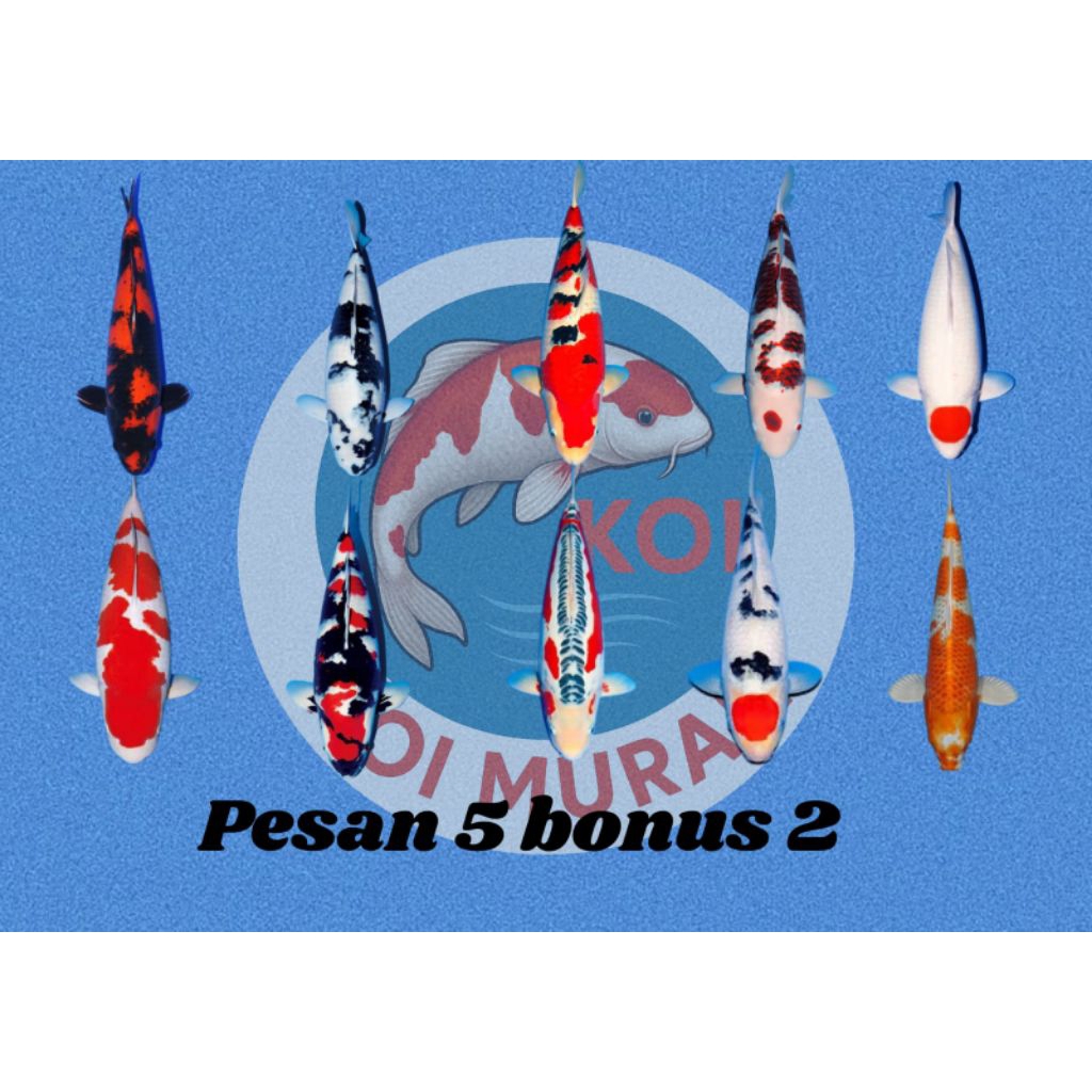 Hiasan aquarium hi utsuri asli blitar