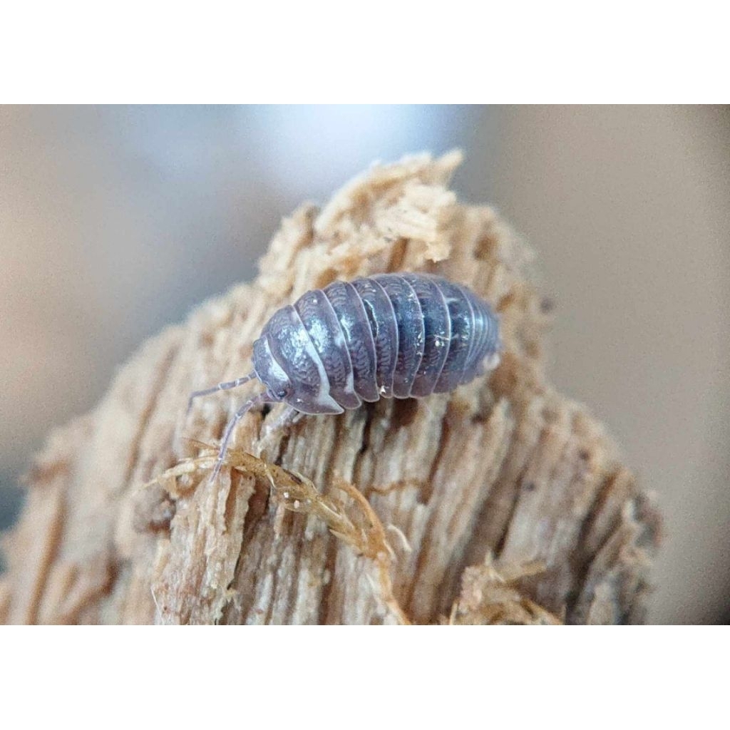 mainan Isopoda Armadillidium corcyraeum