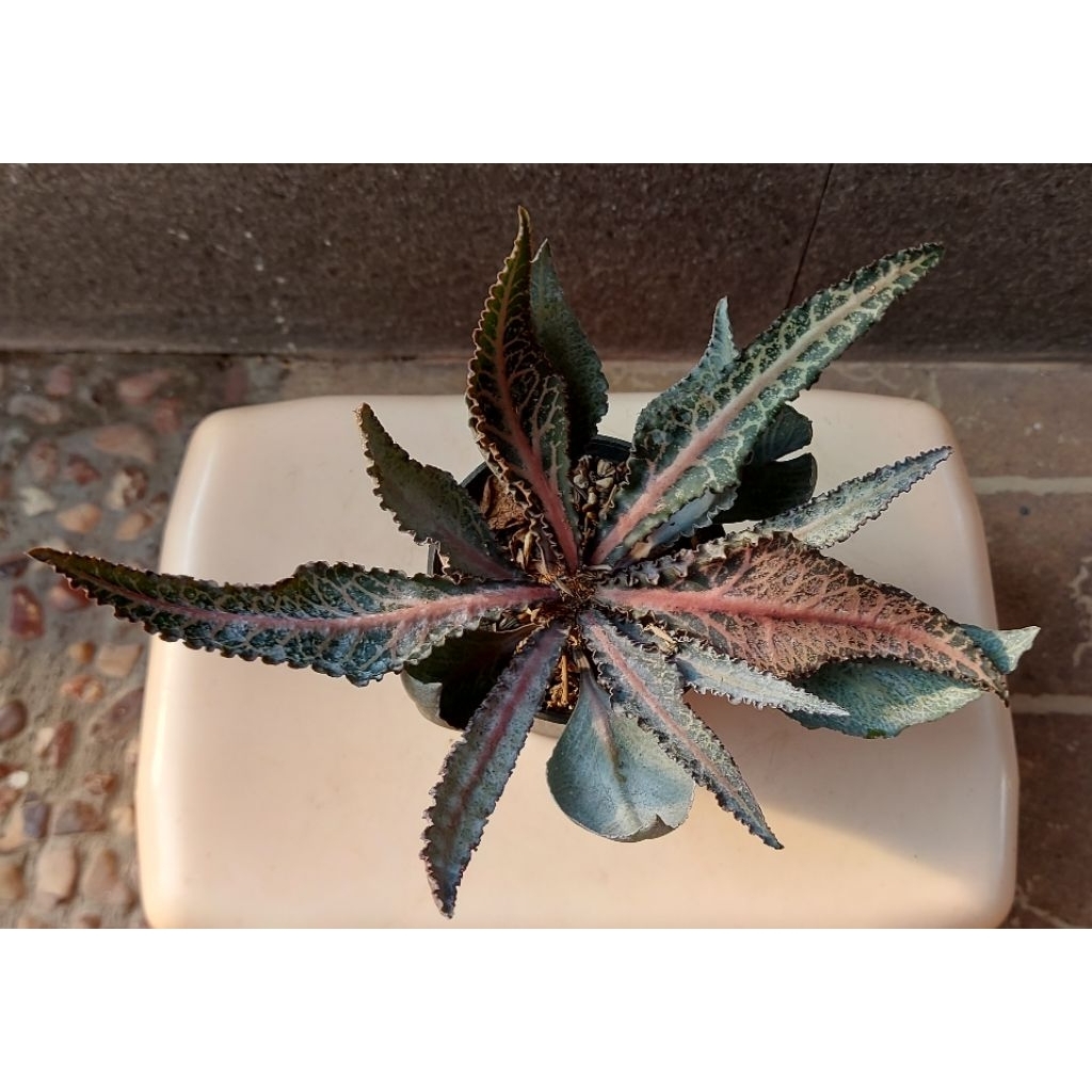 euphorbia francoisii hybrid BB