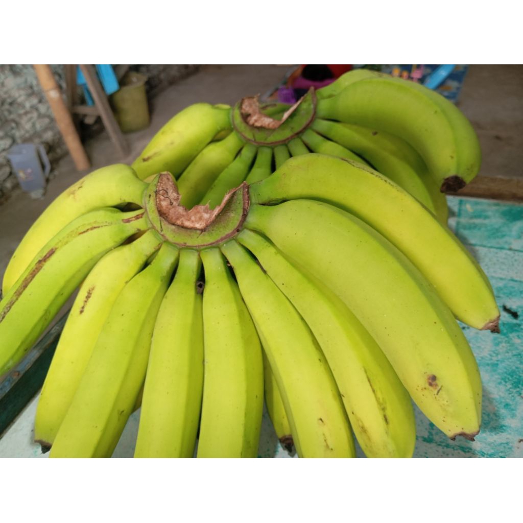 

Pisang Lavendis uk. sedang