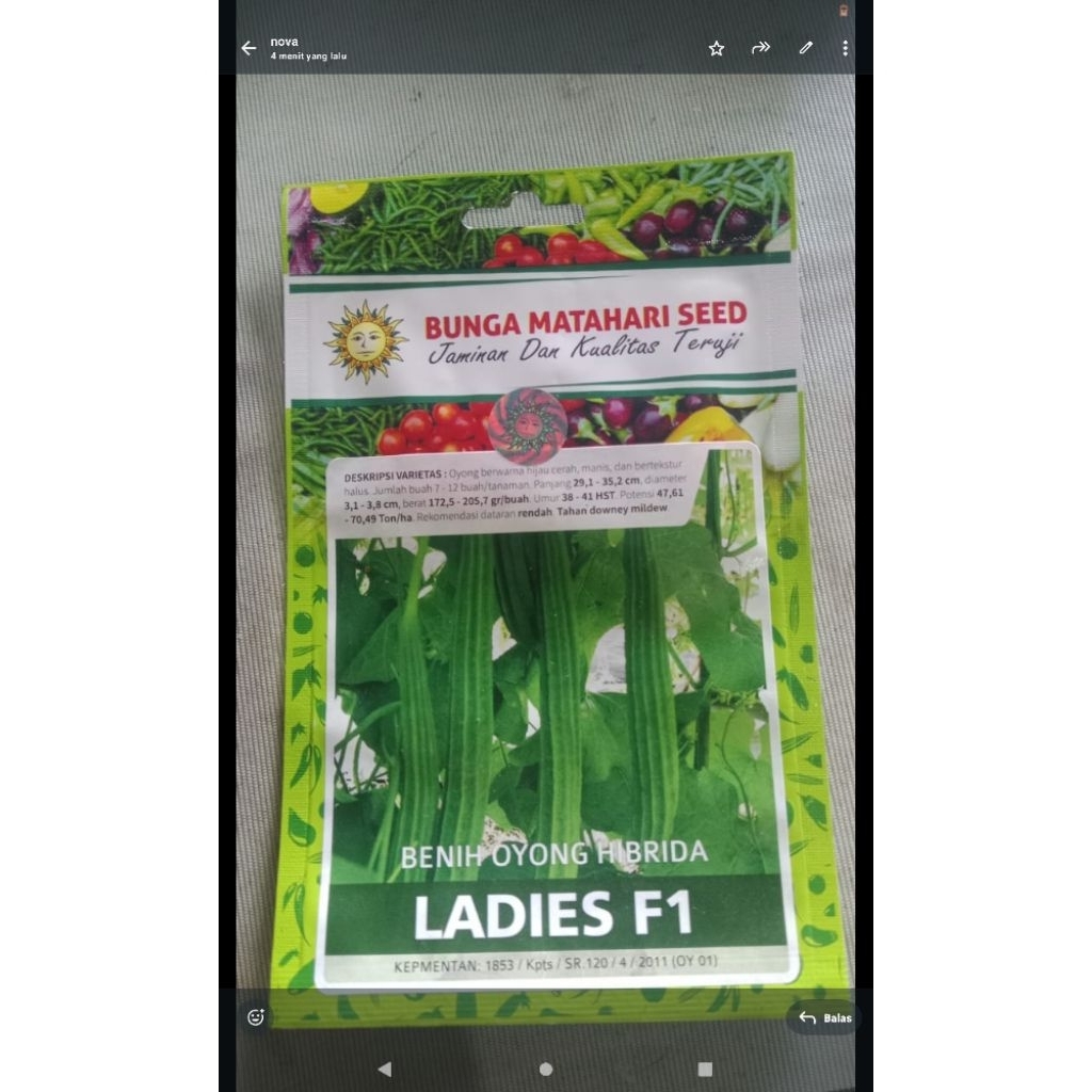 bunga matahari seed jaminan dan kualitas teruji benih oyong hibrida ladies F1