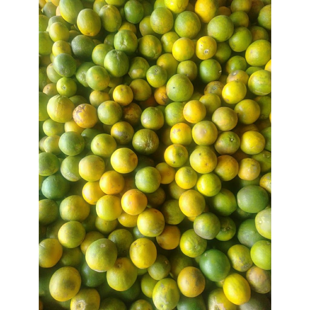 

anekajerukirismalang