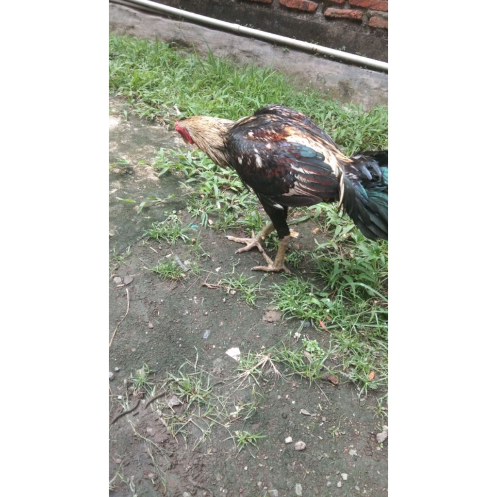 Kandang Super Kwalitas Materi Pemenang Trah Yokeree