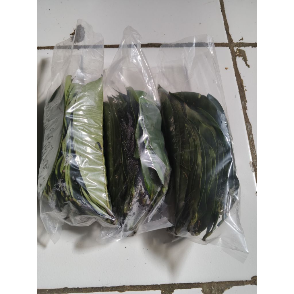 

100 lembar daun sirsak terbaik segar