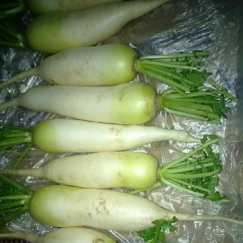 

Sayur Lobak Daikon / Cina Putih segar