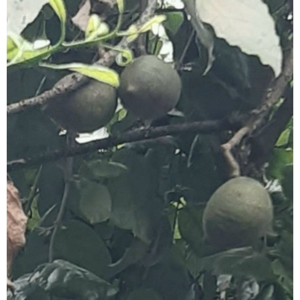 Kemiri Adu Muncang Adu Yanti Sagara Rajabatok Cangklongan