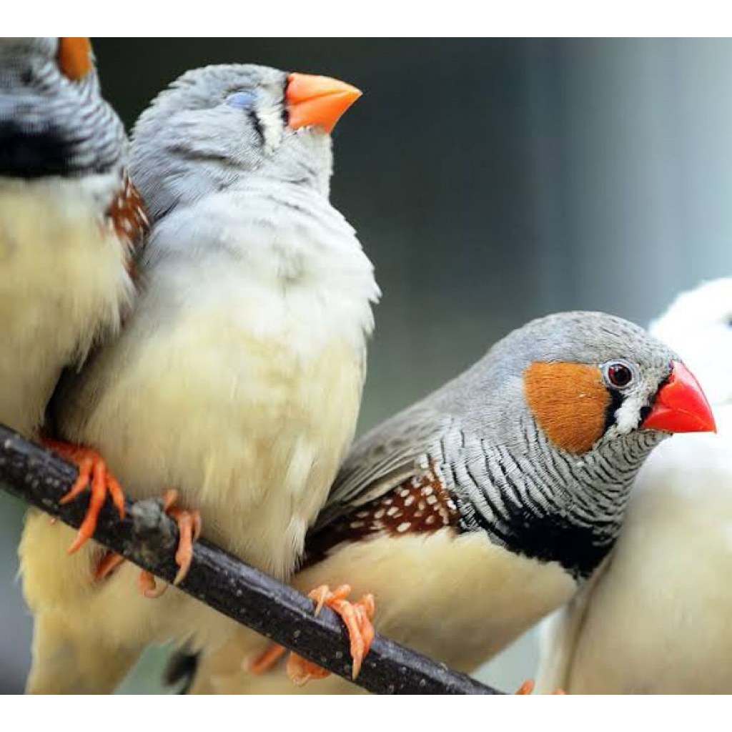 ZEBRA FINCH