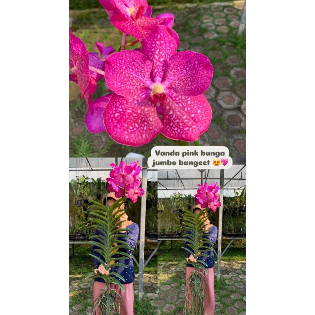 ANGGREK VANDA JUMBO 6KG