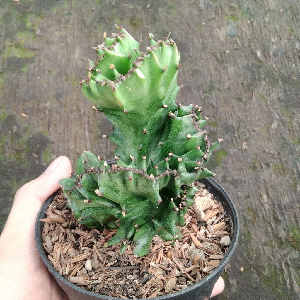 Euphorbia Lactea Cristata