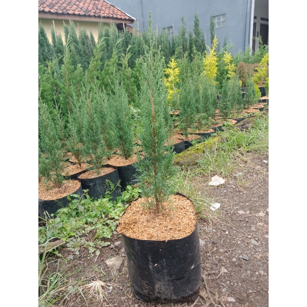 tanaman cemara lilin tinggi 50cm