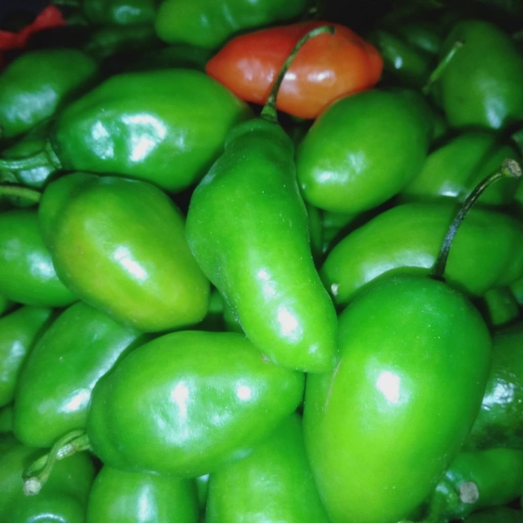 

CABE GENDOT SEGAR 500GR, SPESIAL BUAH/SAYUR