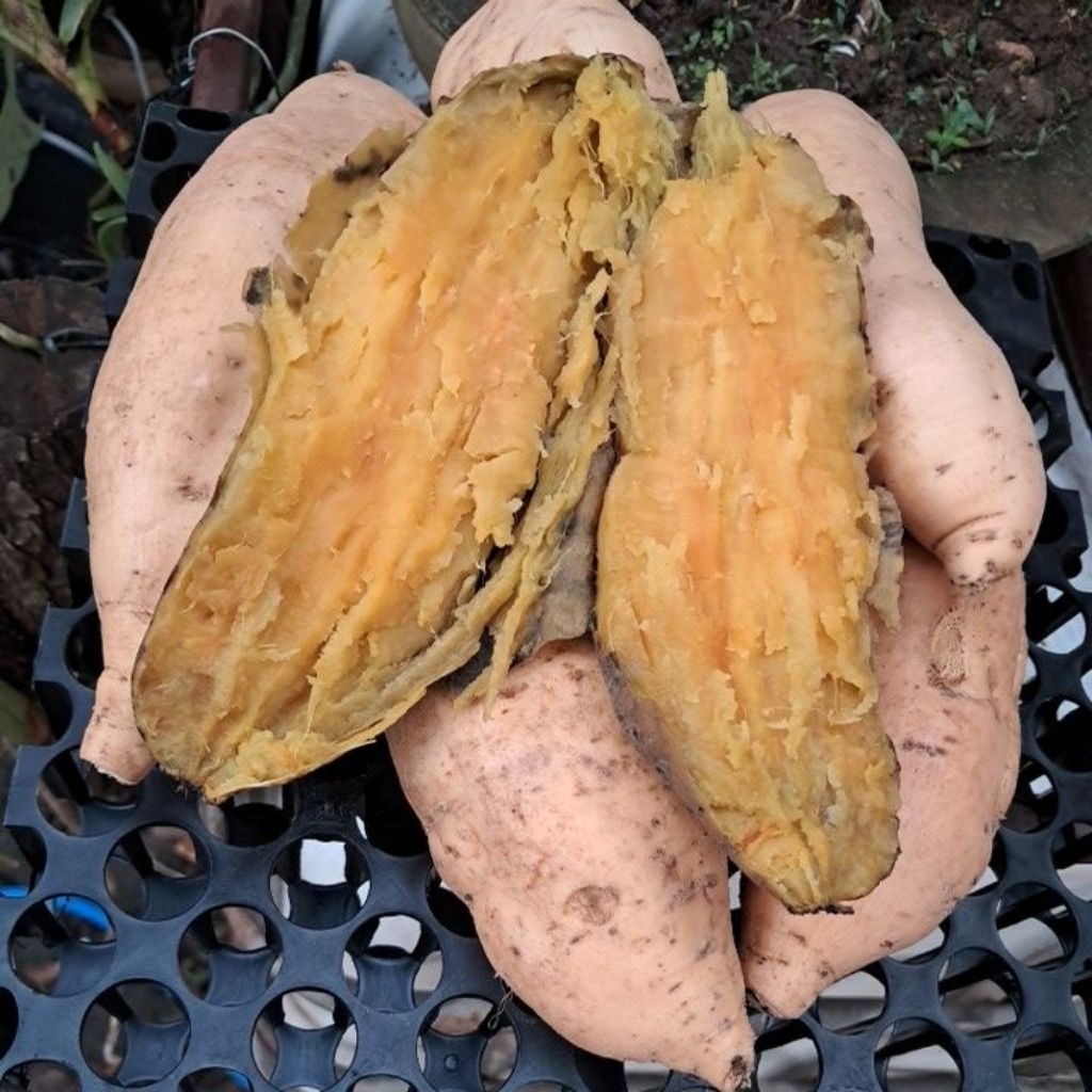 

Ubi cilembu madu 1 kg