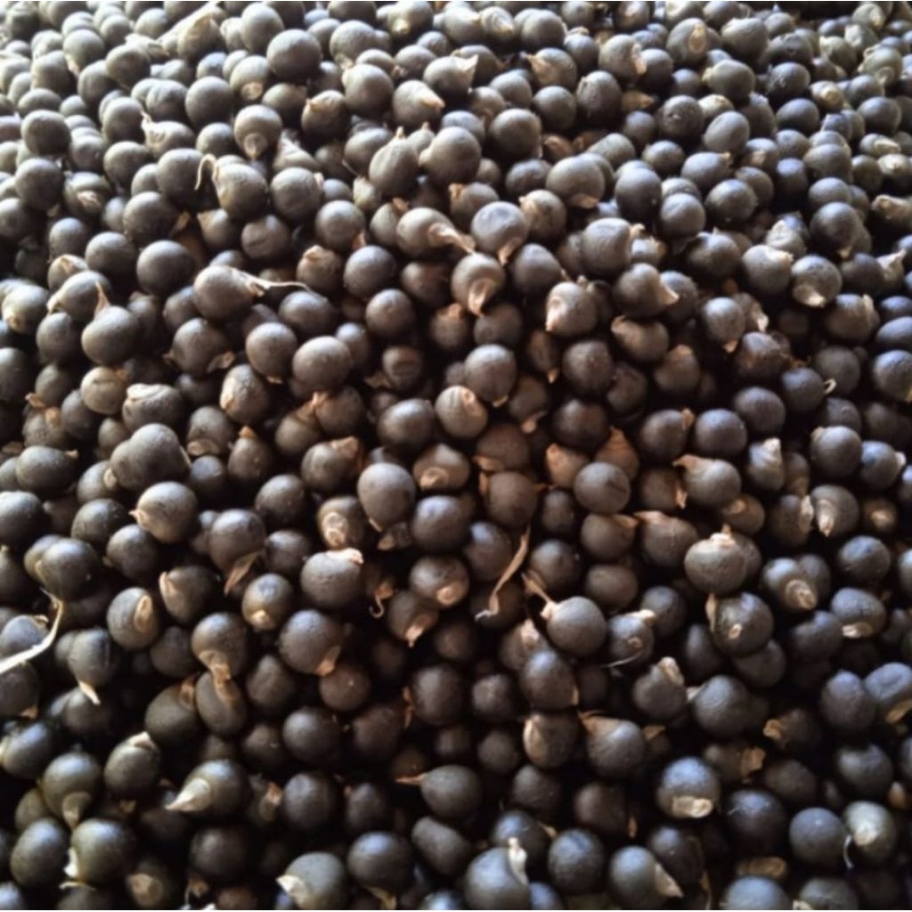 

biji/benih okra hijau segar 10biji