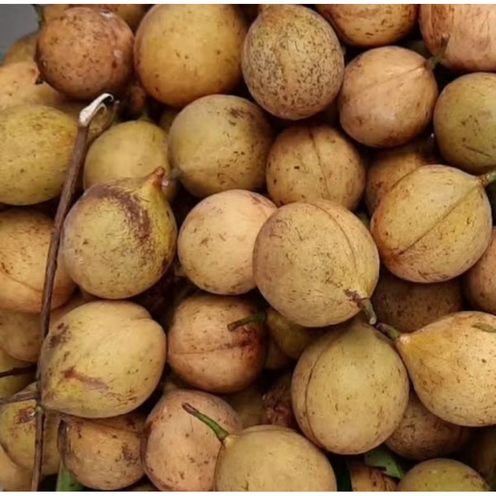 

500gr buah pala muda buah pala utuh