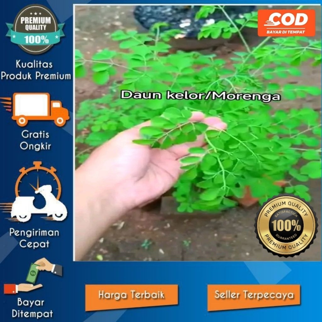 

Daun kelor basah 20 gram kaya akan herbal untuk kesehatan